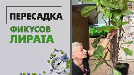 Пересадка фикусов Лирата. Фикус Лирата и стволы в нескольких вариациях.