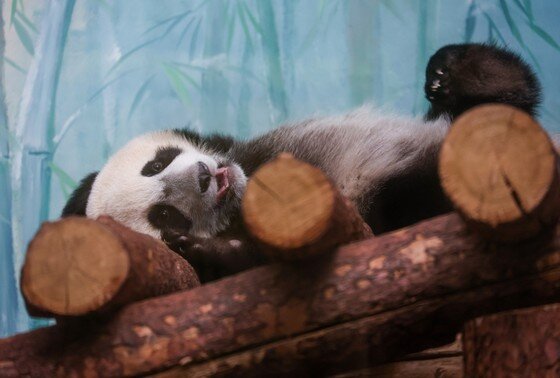    Панда Катюша