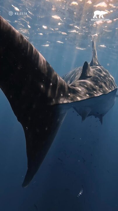 Когда гигант поворачивается к вам лицом.. До сих пор остается полной загадкой, где именно китовые акулы размножаются или рожают.
