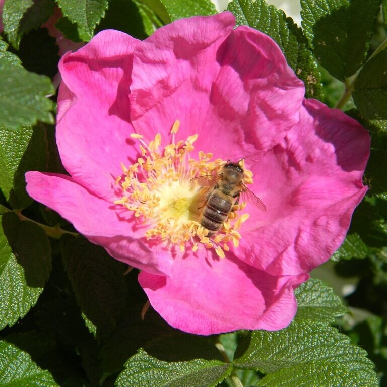   Цветок шиповника. Фото: PxHere.com