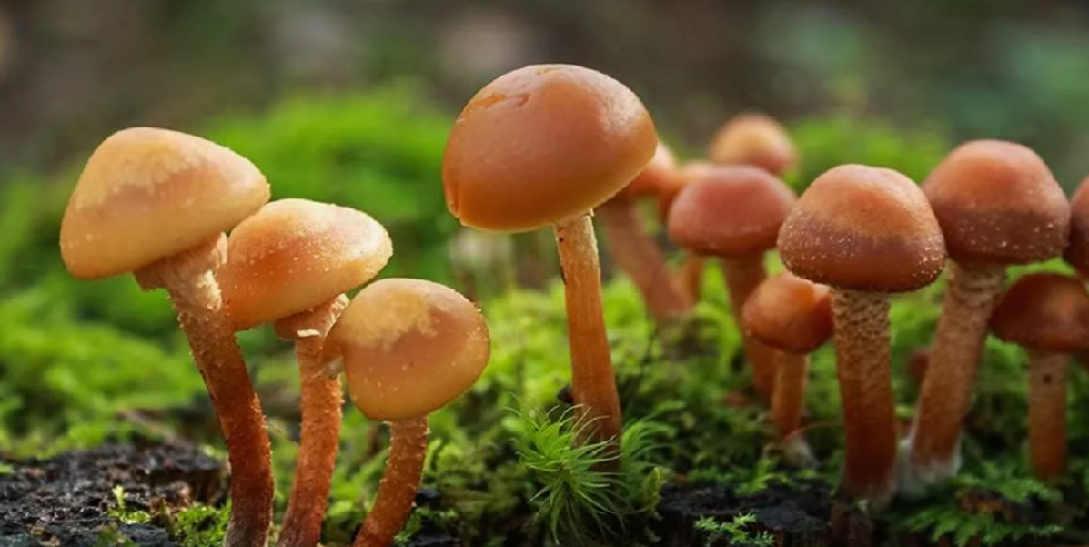 Галерина окаймленная