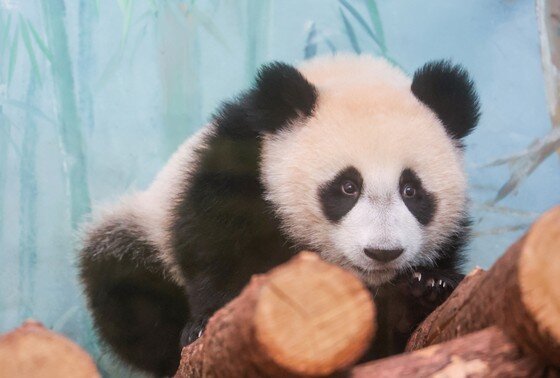    Панда Катюша