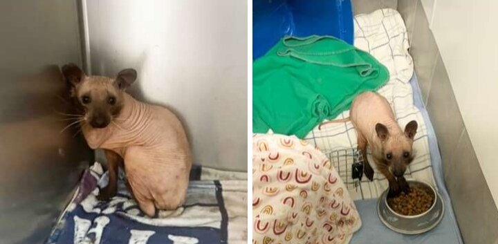 Вот такое вот чудо - юдо.