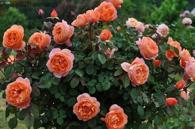 Роза Чарльз Остин