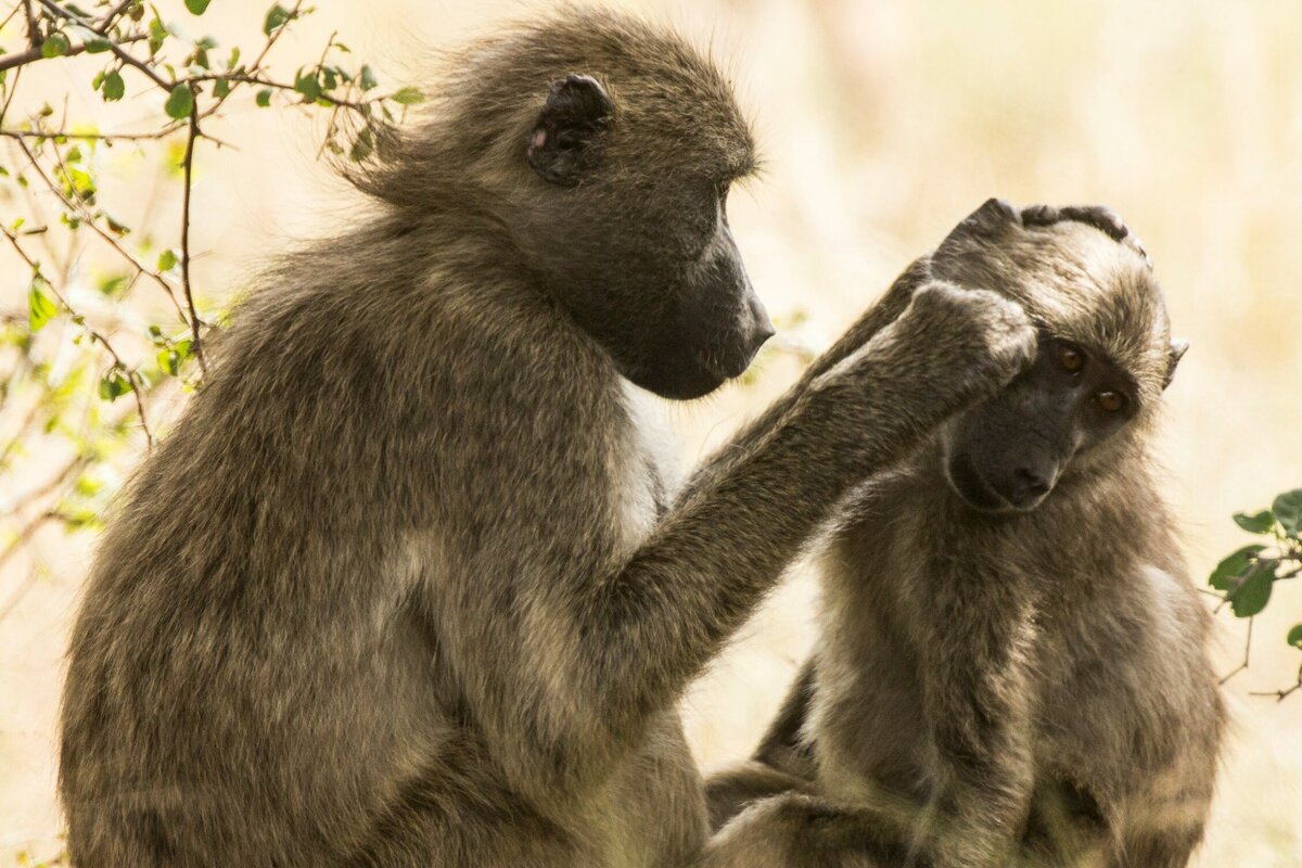     Как просто и безопасно избавиться от следов укусов комаров, пчел, клещей и других летних насекомых?