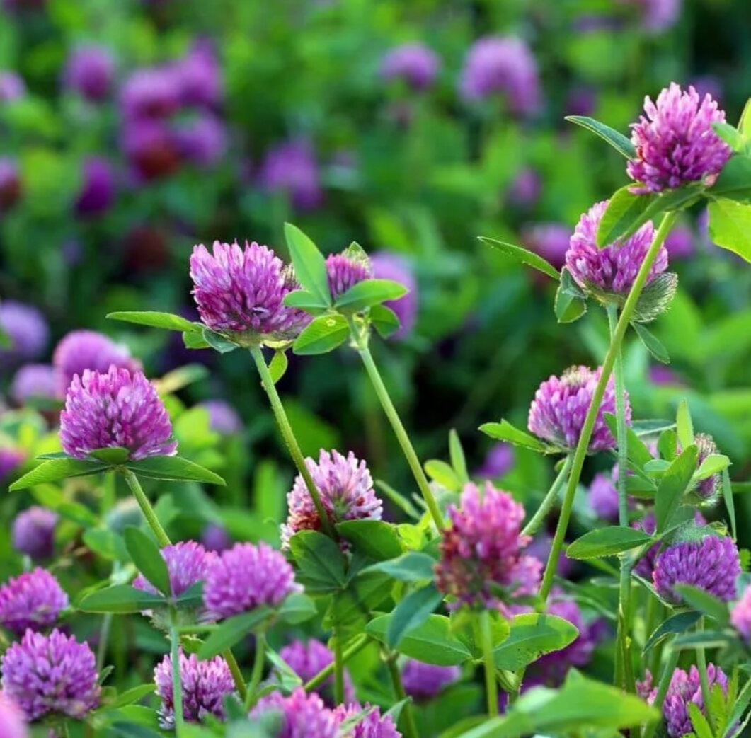 И другой вид, клевера!🪻