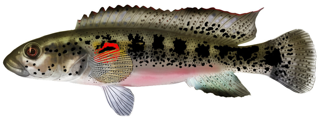 Crenicichla lenticulata