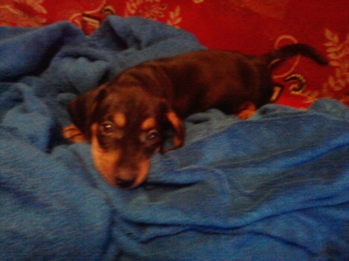 Вот такая кроха прибыла ко мне.