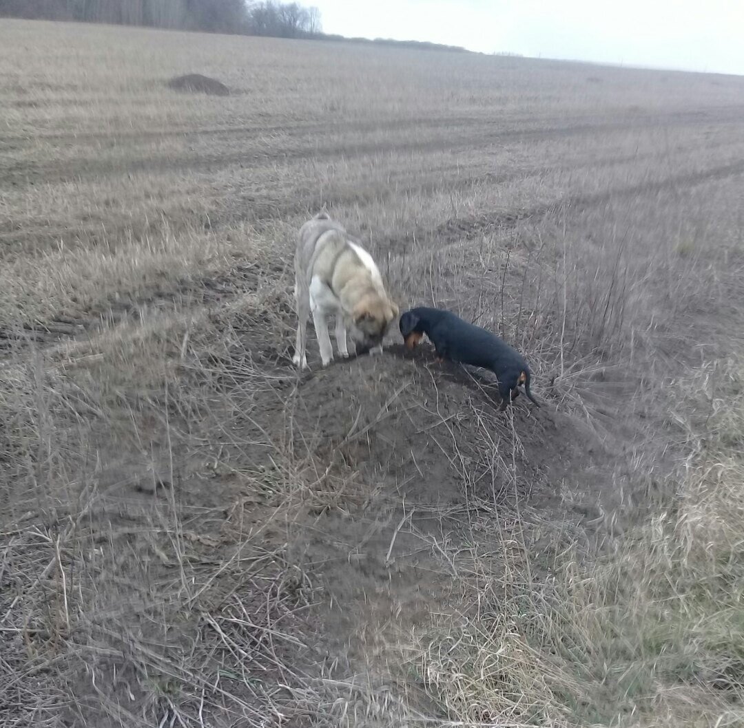 Боня и Урсула. 2020 год.