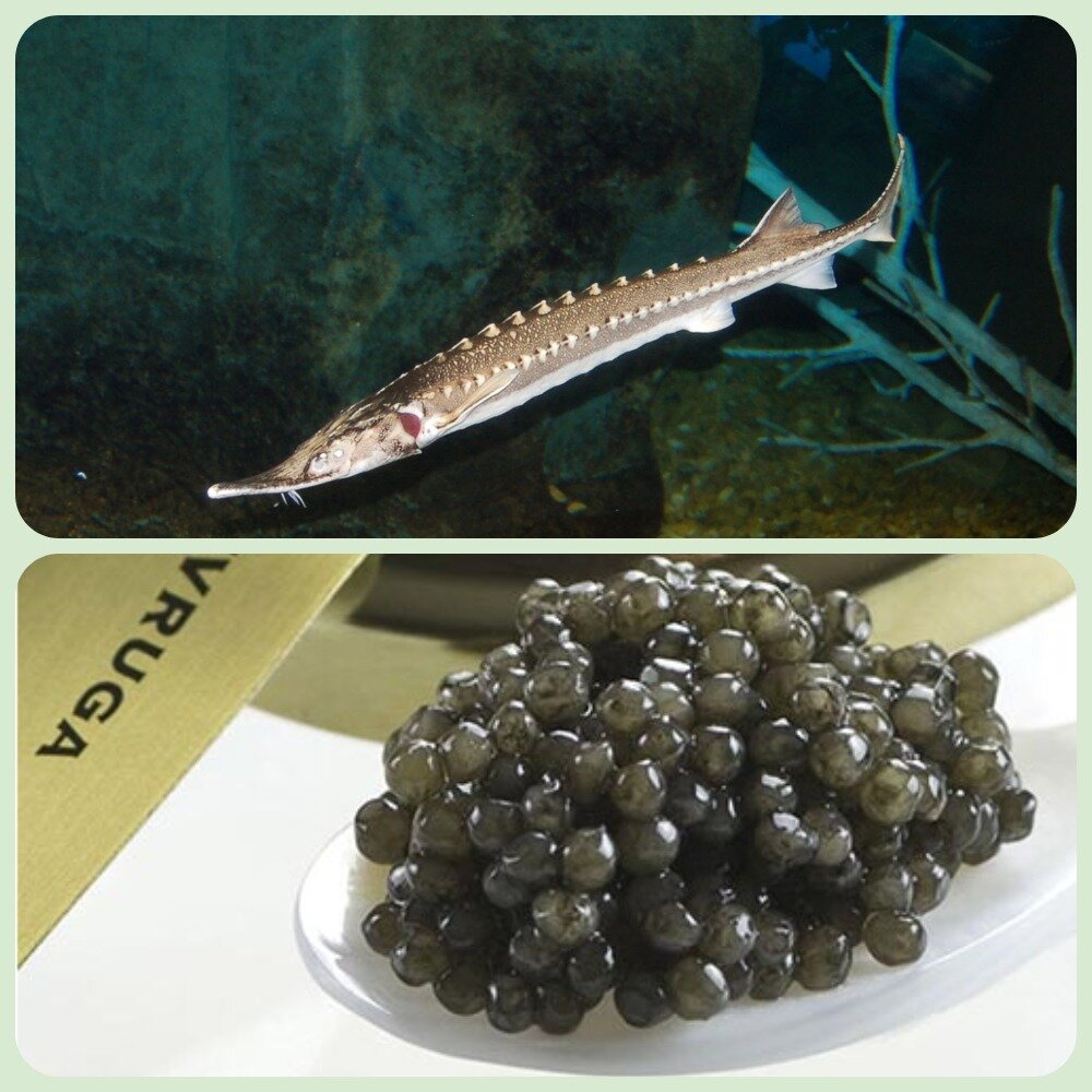 Икра севрюги