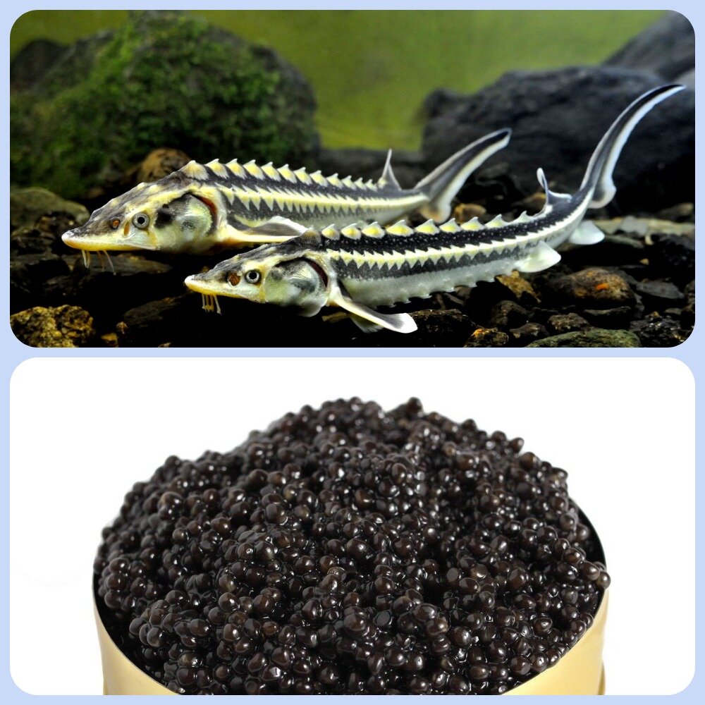 Осетровая икра