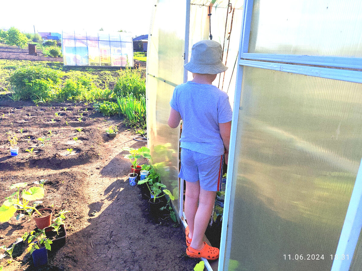 Паша и теплица. Теплица на дальнем плане не наша. Соседская. Забора просто нет