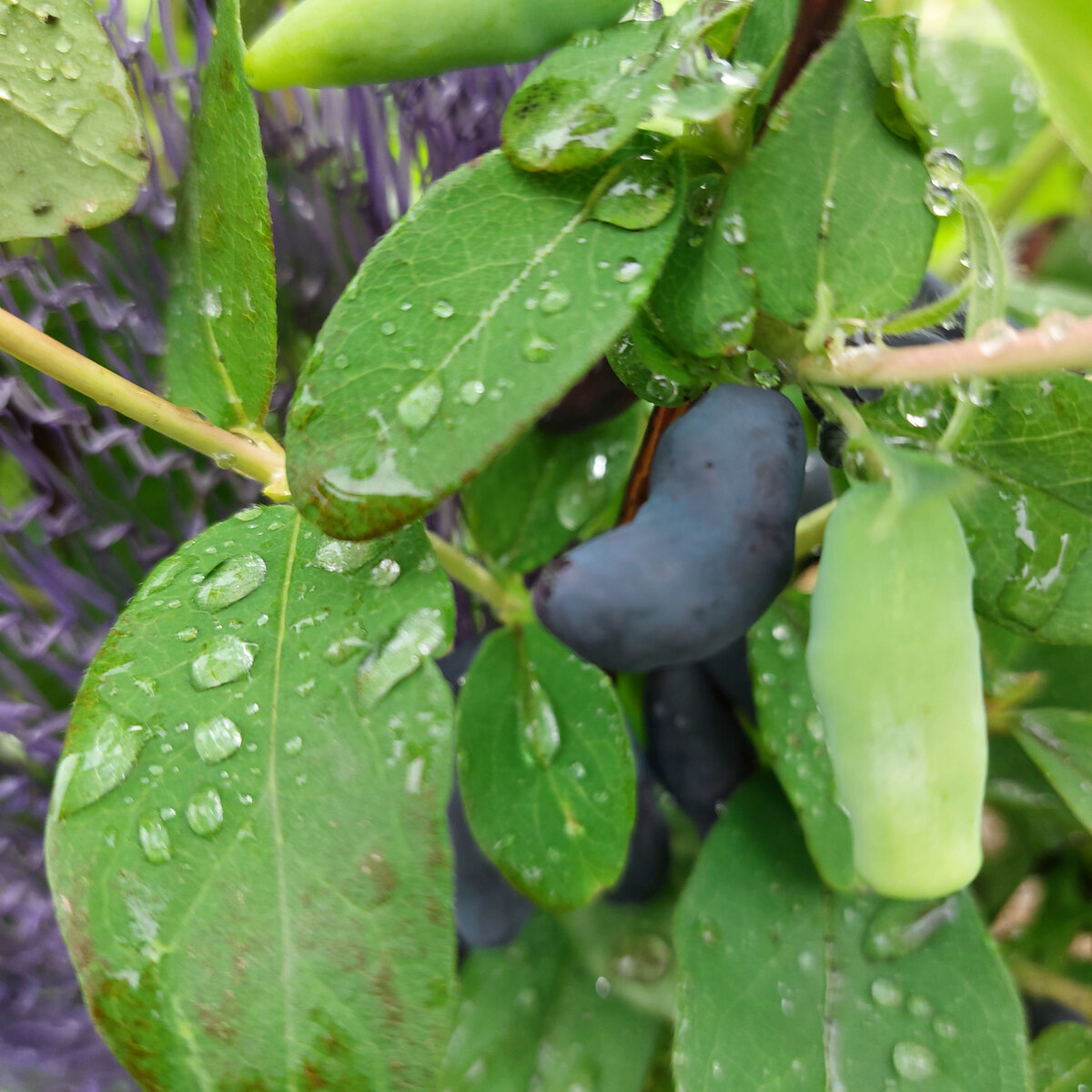 Интересно. Одна ягодка совсем зеленая на фоне спелых.