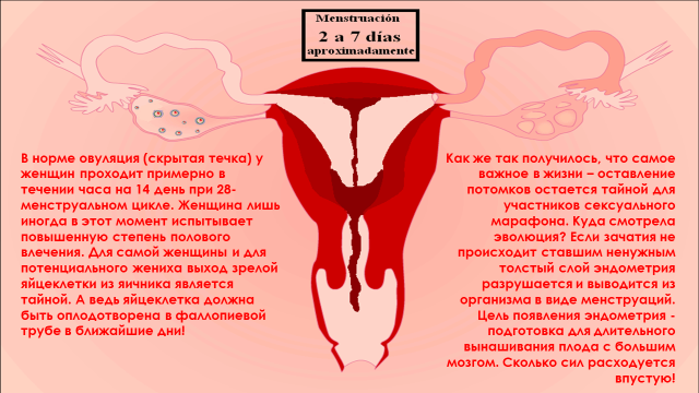 В норме овуляция (скрытая течка) у женщин проходит примерно в течении часа на 14 день при 28-менструальном цикле. 