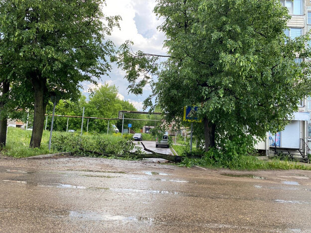    В Советске сильный ветер сломал и повалил деревья