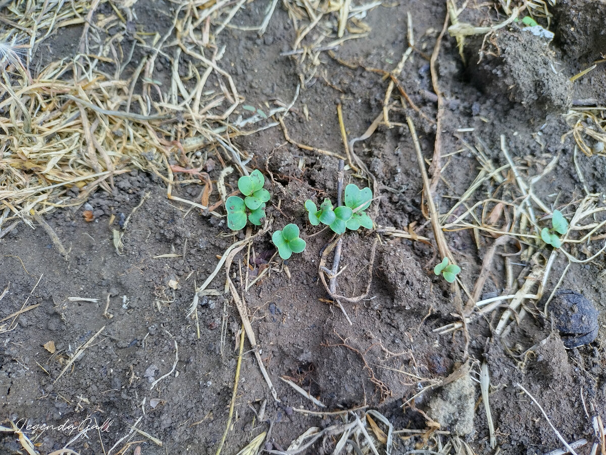 Как я люблю это волшебство, когда из маленького зернышка вырастает что-то живое и вкусное ))