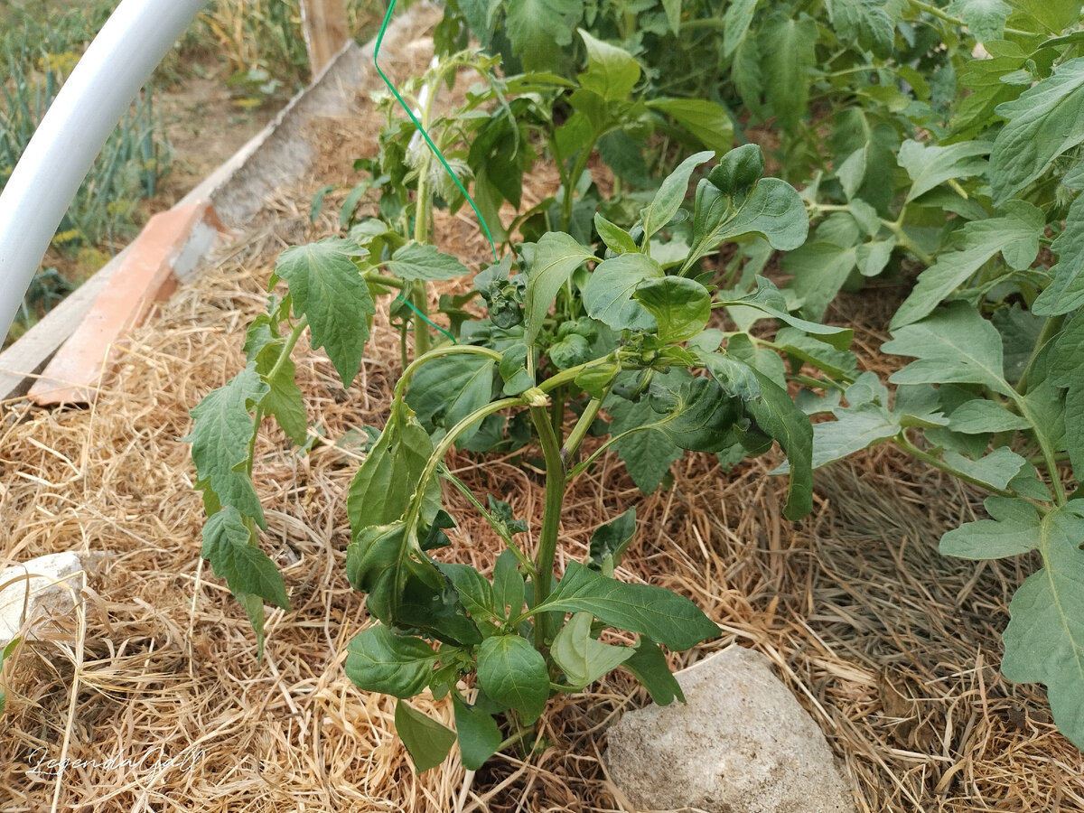 На переднем плане смешной перчик, часть листьев деформированная.