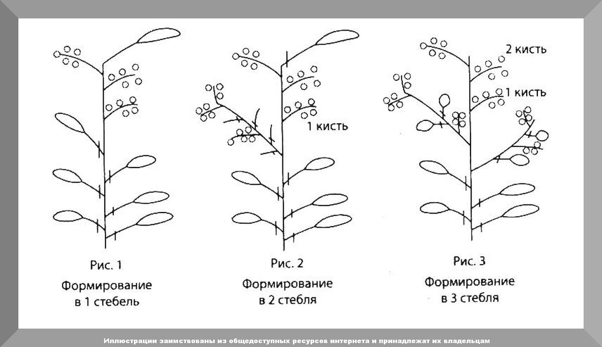 Формировка болгарского перца. Схема пасынкования перцев. Схема пасынкования перцев. Перец формировка куста. Формировка перца сладкого.