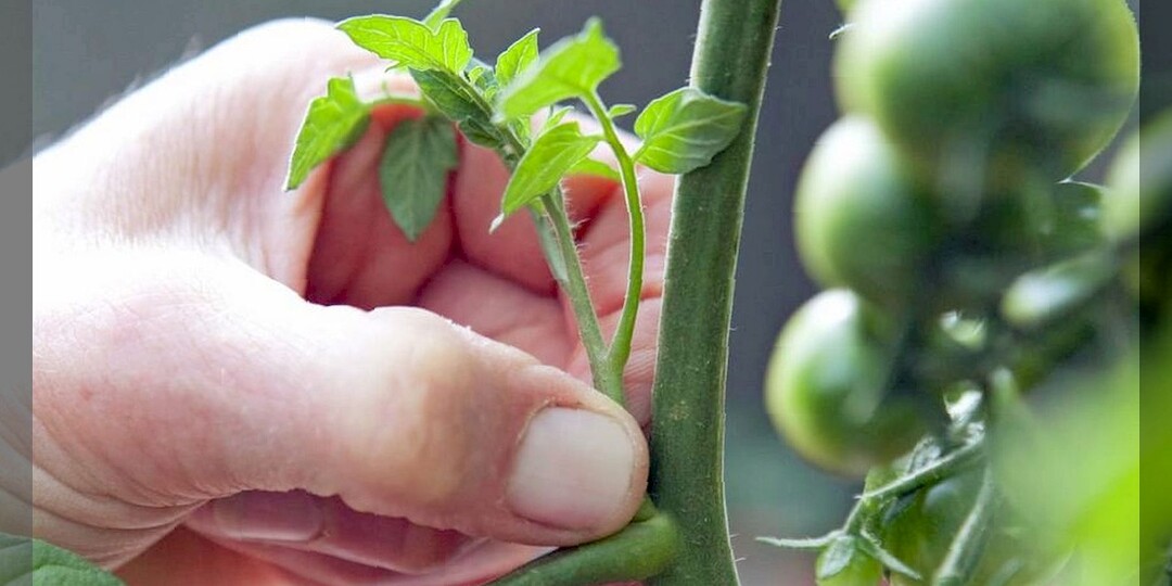 Формировка томатов в 1, 2 и 3 стебля: самые сложные моменты формирования томатов