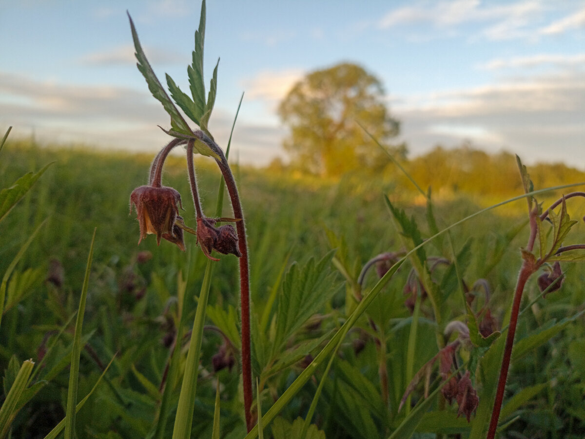 Закат на смоленских просторах. 