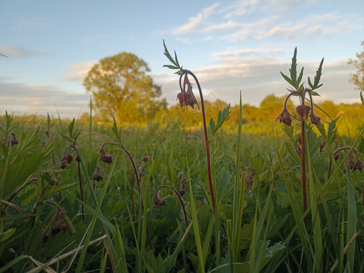 Закат на смоленских просторах. Листайте галерею