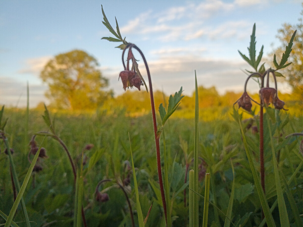 Закат на смоленских просторах