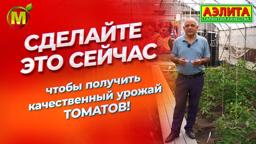 Сделайте это, и томатов будет очень много!