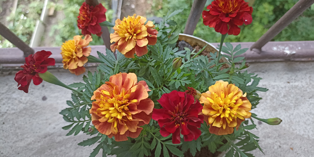 После этого сорта стала ценить бархатцы как декоративные цветы