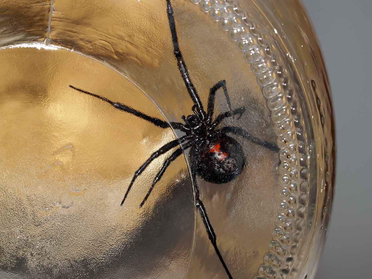    Черные вдовы (лат. Latrodectus) — род пауков из семейства тенетников (Theridiidae). Насчитывает 32 вида / © Jeff Cleveland, Shutterstock