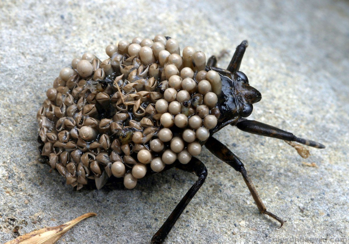 Давайте признаемся друг другу: не все насекомые милые и безопасные! Если про муравьев и шмелей мы можем говорить с улыбкой, то про мух цеце или сколопендр — едва ли...