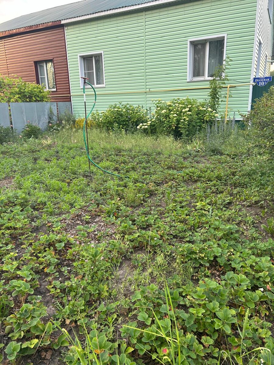 Это поле клубники