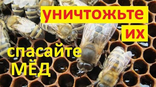 пчёлы Очень важно, не развести на пасеке армию трутней. Которая способна сожрать весь собранный мёд