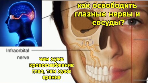 Глаза, мозг, десны и зубы деградируют из-за зажима подглазничного нерва. Методы снятия компрессии