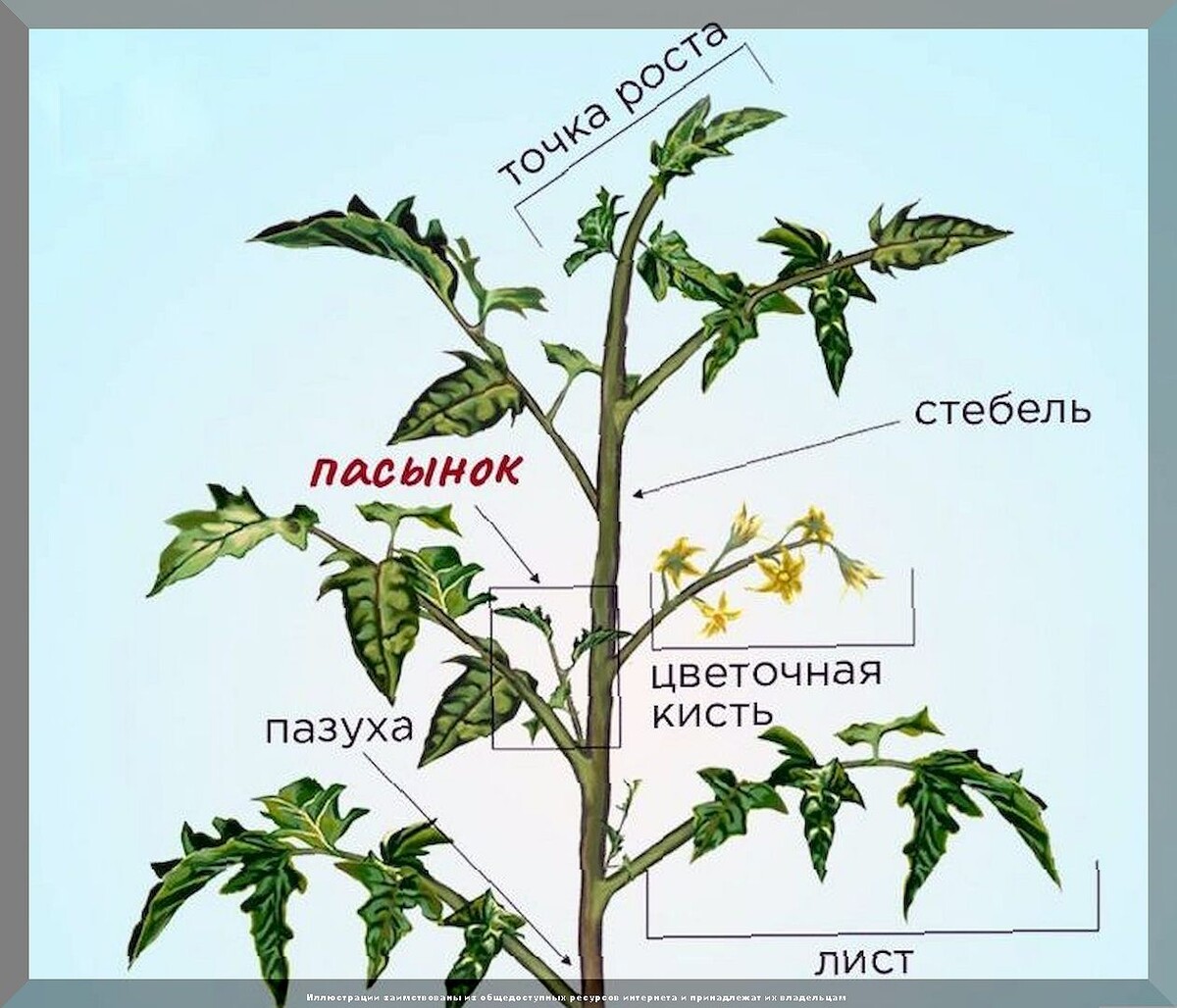 Выламывать или срезать пасынки: самые важные тонкости пасынкования и  формировки томатов | Дачные истории | Дзен
