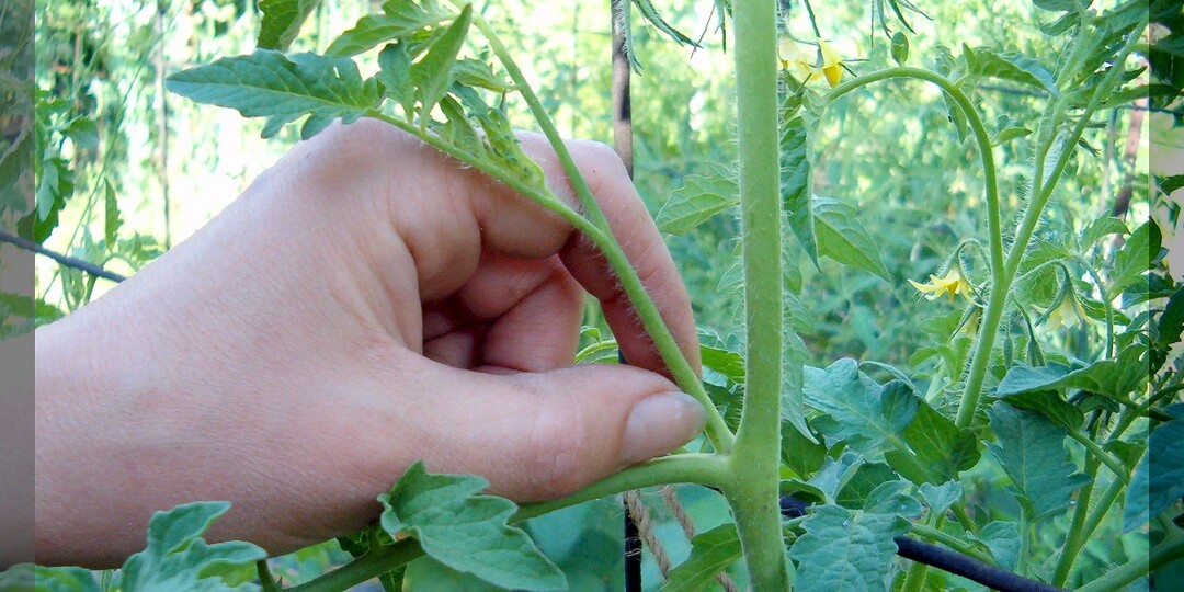 Выламывать или срезать пасынки: самые важные тонкости пасынкования и формировки томатов