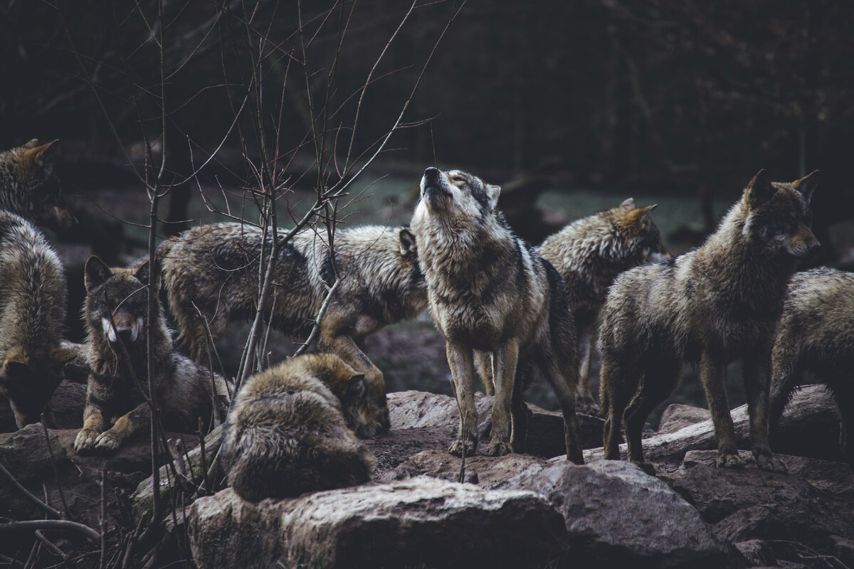 https://unsplash.com/photos/wolf-pack-on-rock-formation-dtfyRuKG7UY