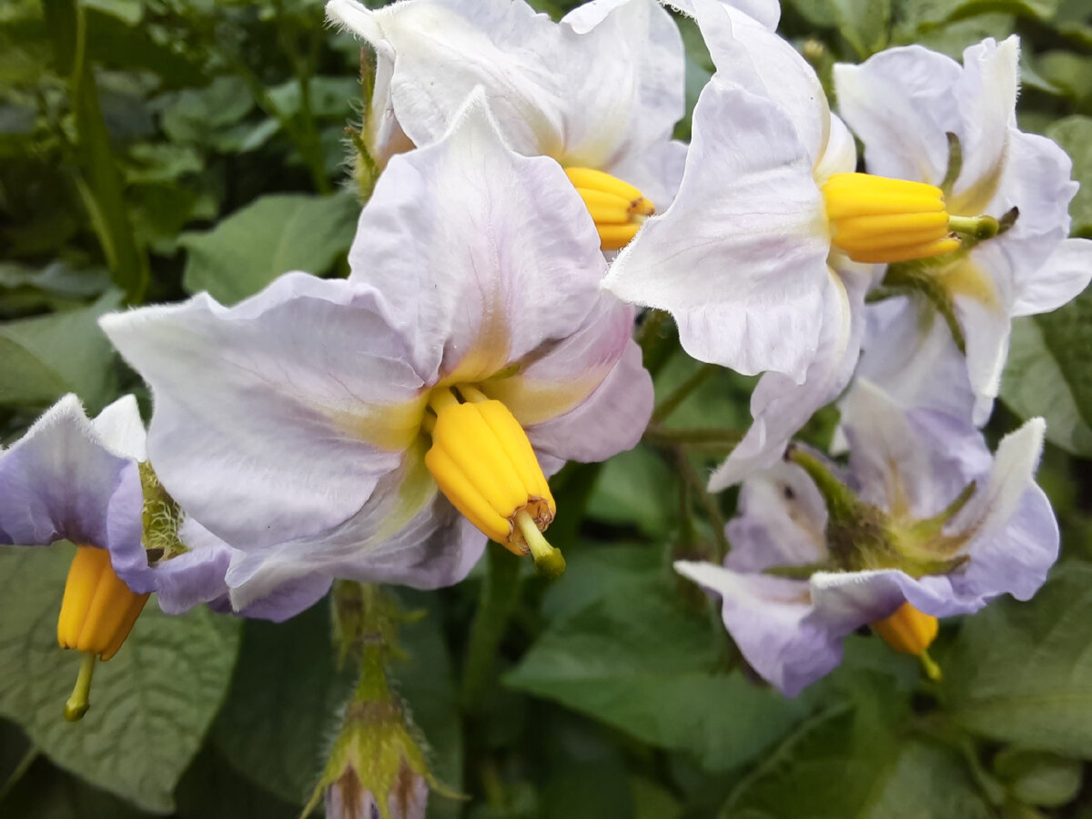 Solanum tuberosum - Изображение особи - Плантариум