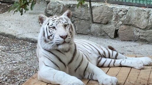 История волнистого попугая ! Белый тигр охраняет тигрицу!