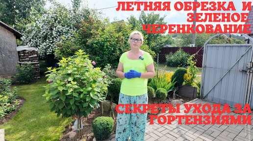 Летняя обрезка и зеленое черенкование: секреты ухода за гортензиями.