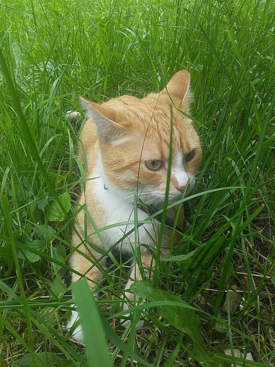 Картинка для позитива, а то все о грустном