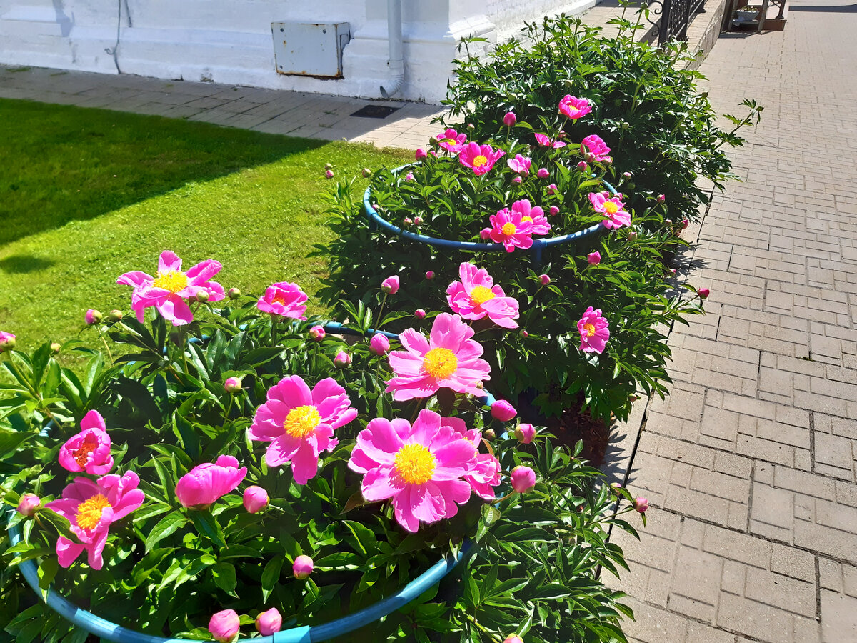 Розовые анемовидные пионы