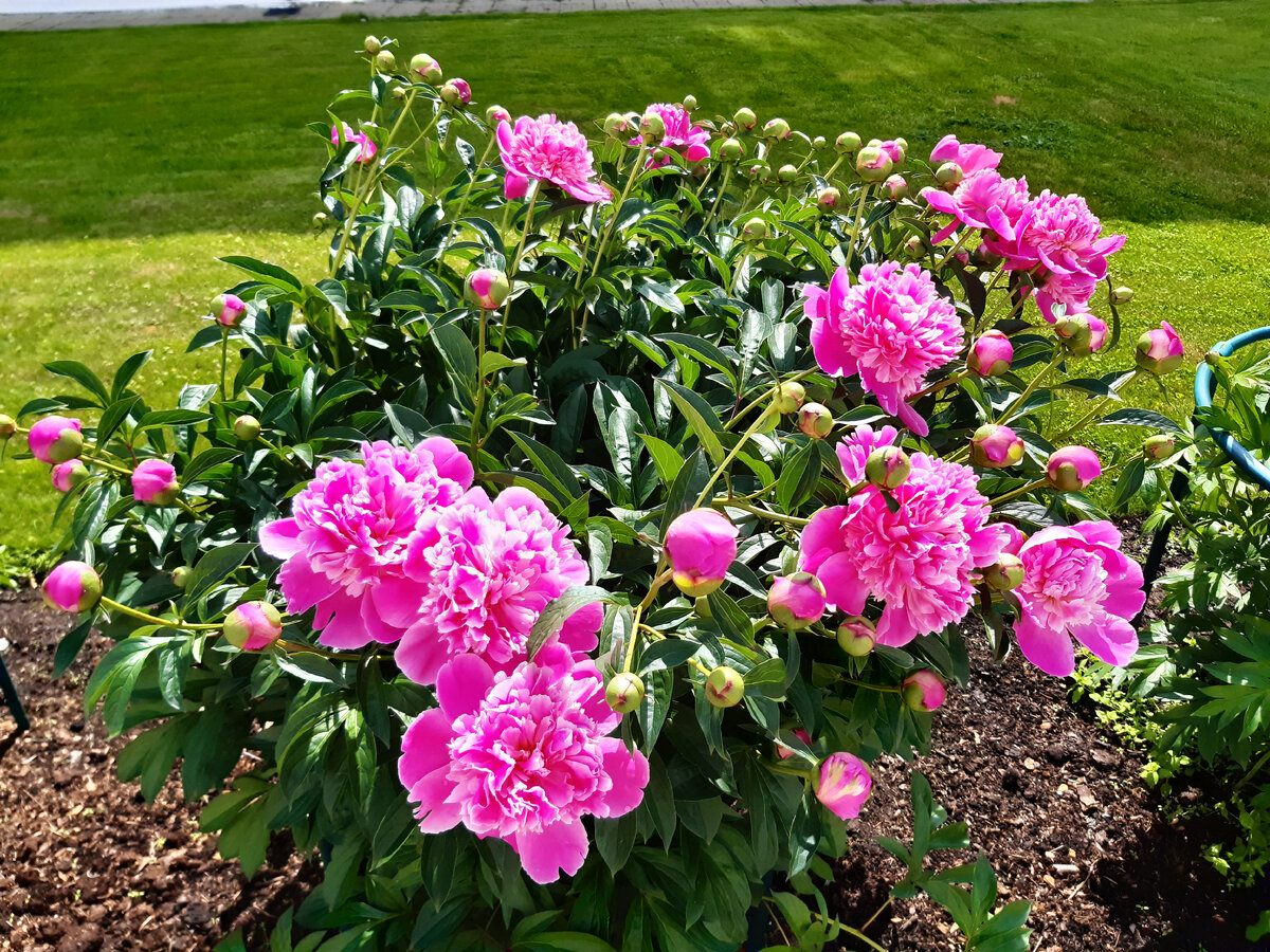 Розовые махровые пионы