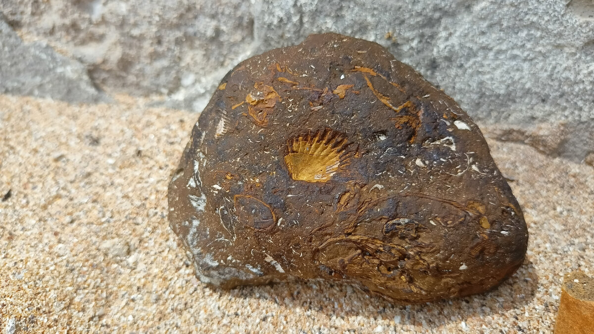 Этот камень я достала со дна моря.  На нем отпечатались следы ракушки, морских водорослей. Природа отлично творит свои рисунки на камнях!))) Фото Елены Кузнецовой, июнь 2024 года.