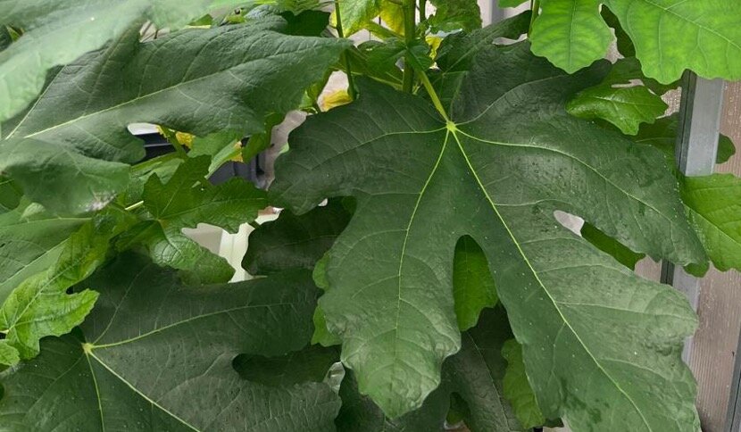 Плотность листвы инжира прирастающая с огромной скоростью и занимающая весь объем существующего на сити-ферме пространства