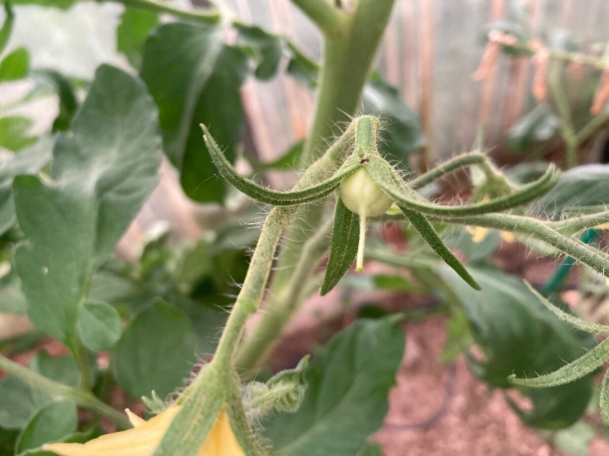 Розовый фламинго, фото автора