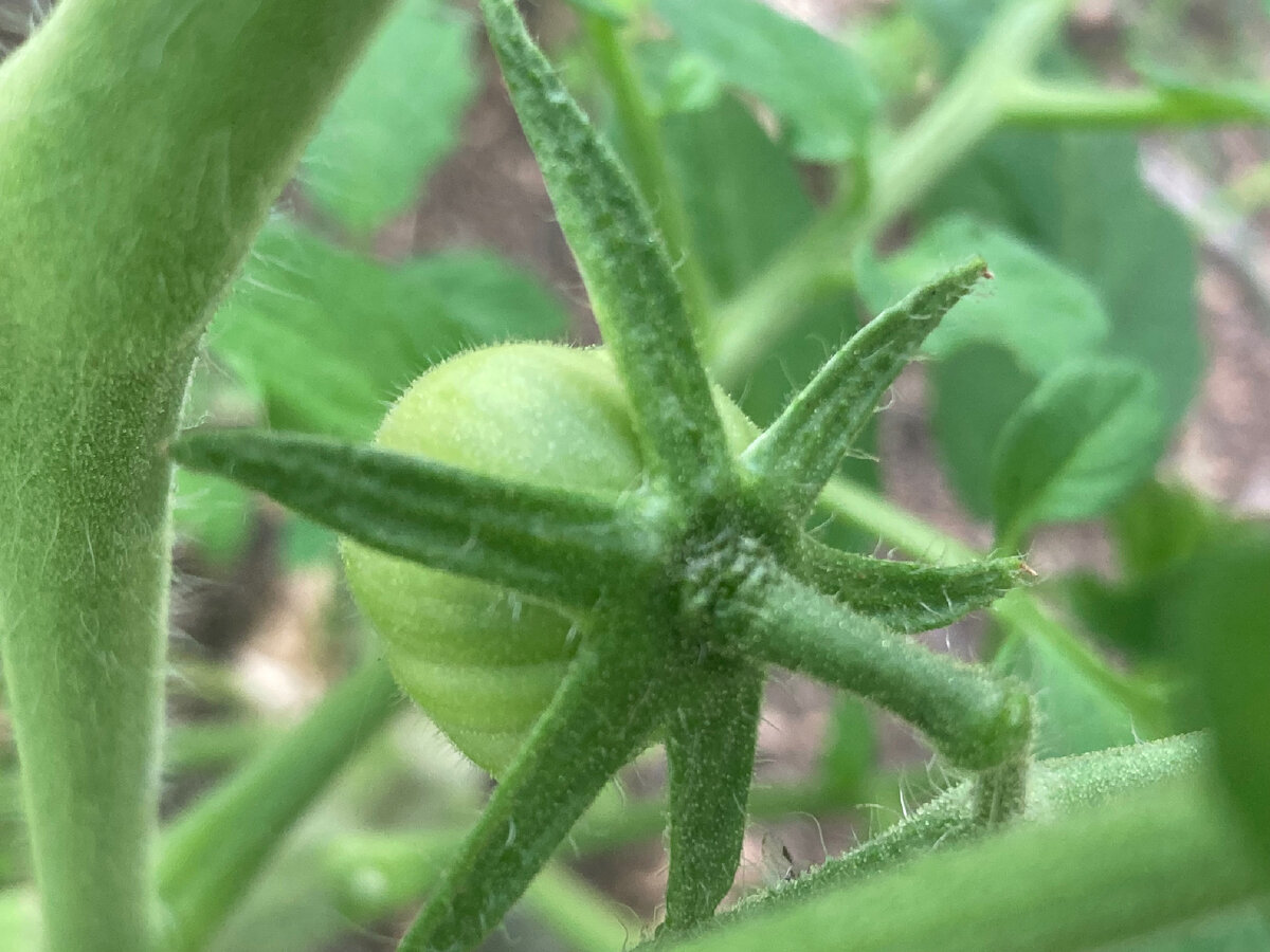 Большой полосатый кабан, фото мое