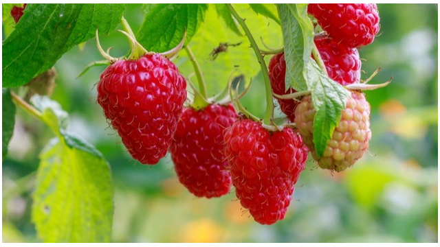 Удаляем "поросль малины", урожай получается – обильным. Что нужно обрезать и что лучше оставить