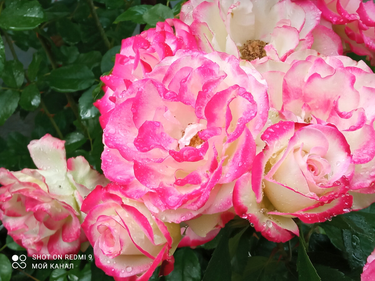 Флорибунда Юбилей Санкт-Петербурга. Фото автора.