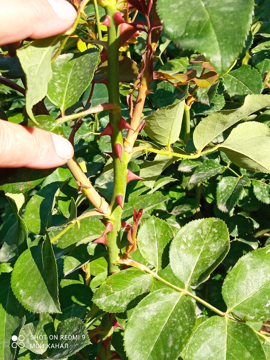 Молодые побеги второй волны. Фото автора.