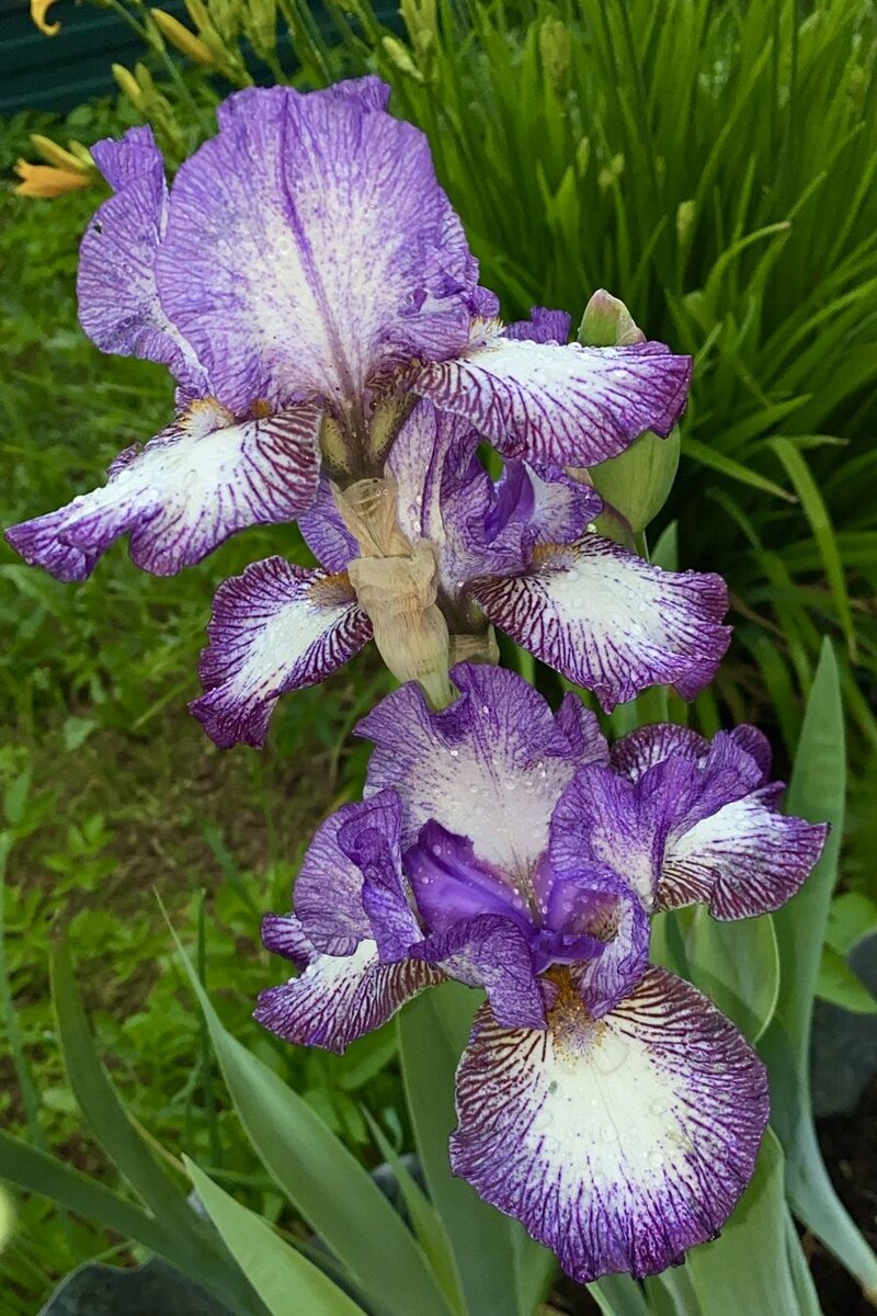 Ирис германский «Осенний цирк» («Autumn Circus»)